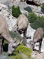 Big horn (70).JPG